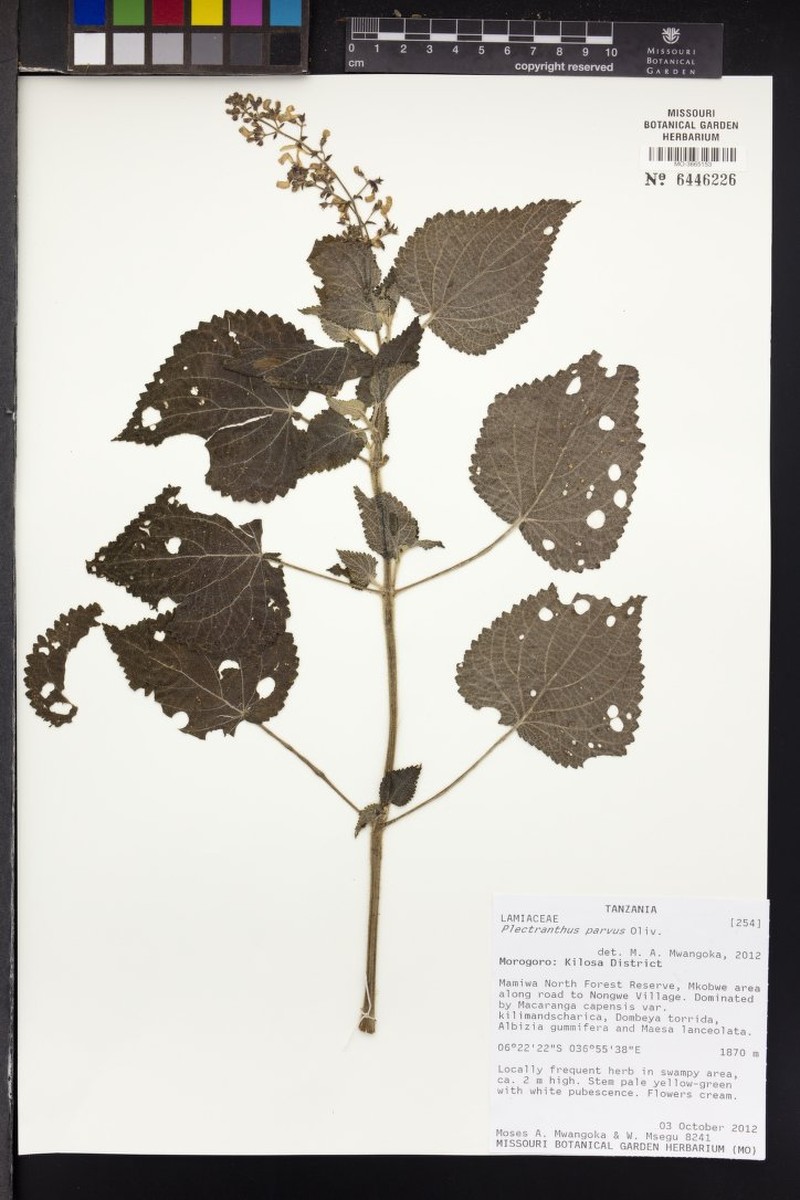Equilabium parvum photo 2