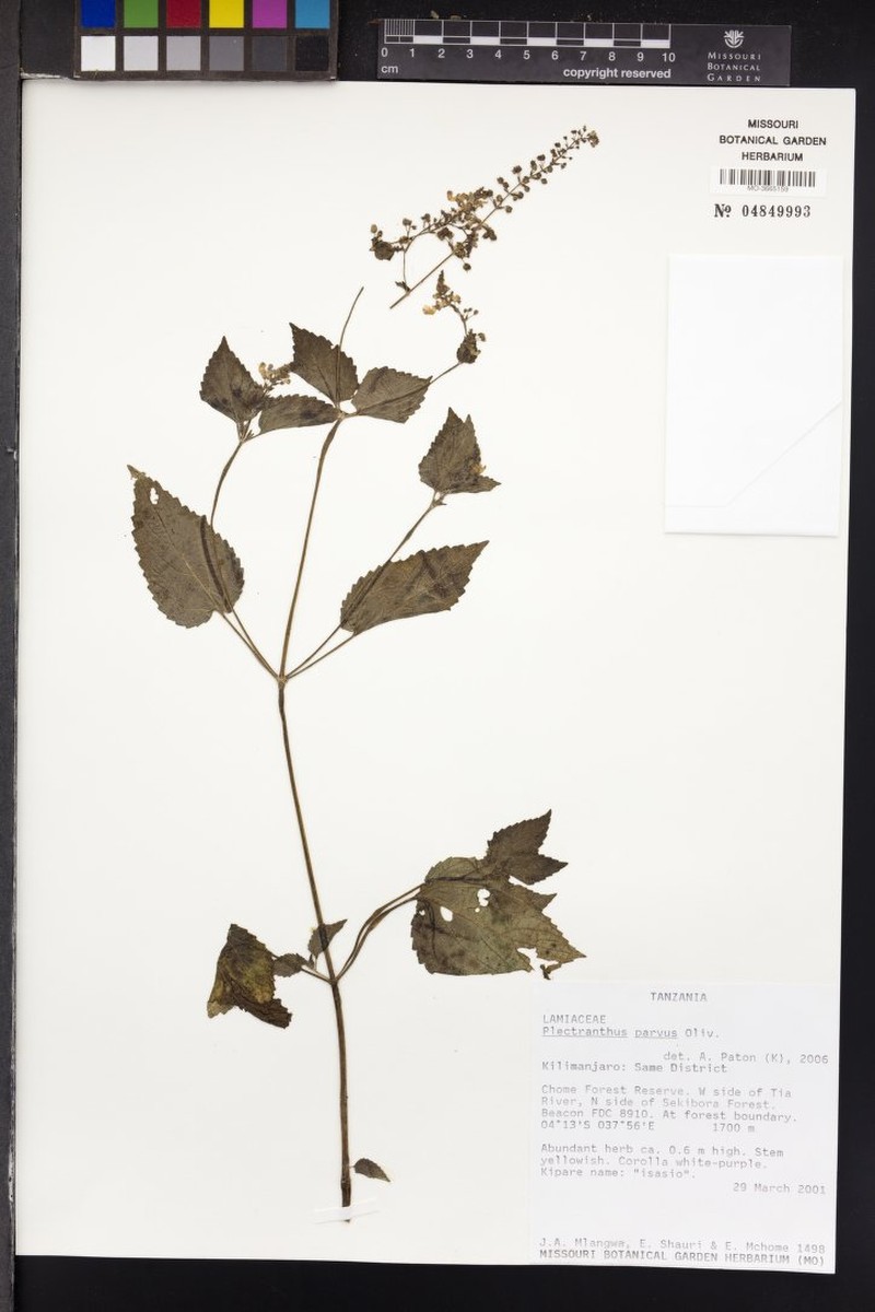 Equilabium parvum photo 3