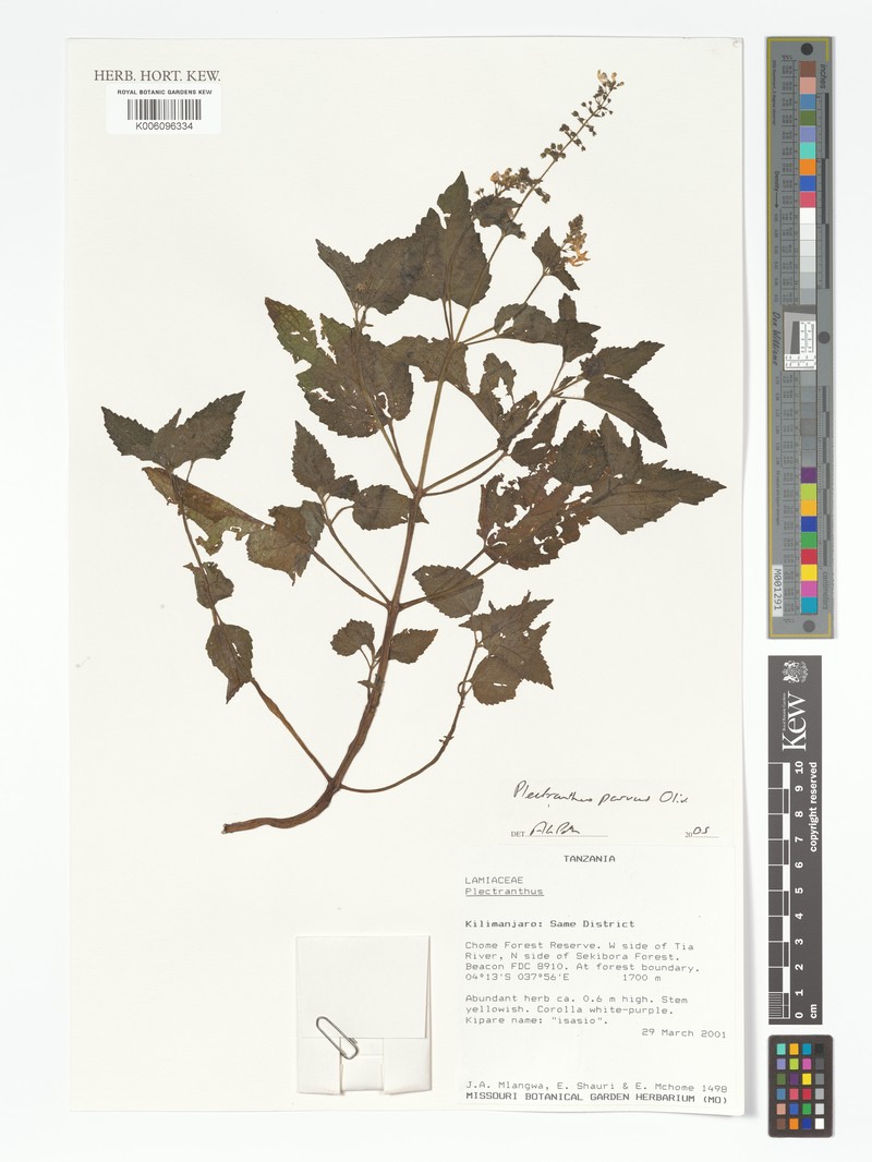 Equilabium parvum photo 4