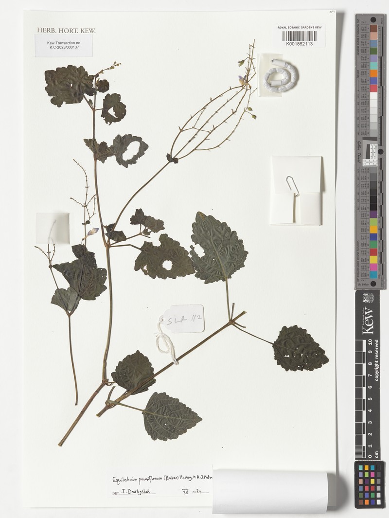 Equilabium pauciflorum