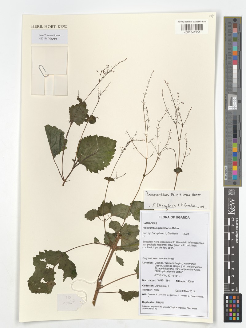 Equilabium pauciflorum photo 2