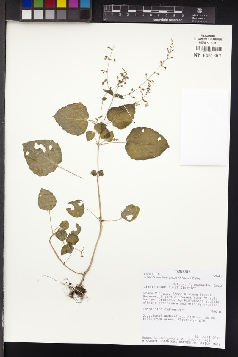 Equilabium pauciflorum photo 3