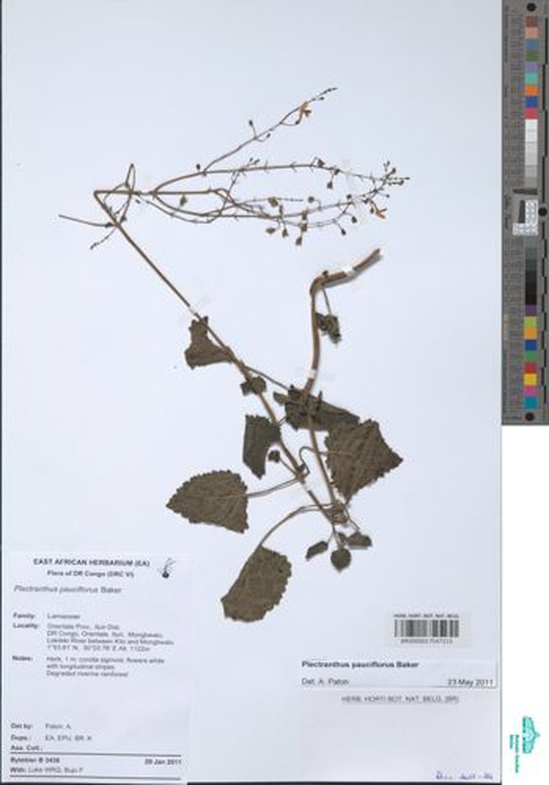 Equilabium pauciflorum photo 4