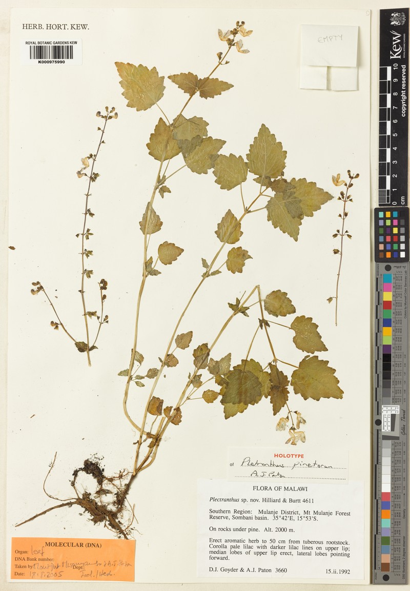 Equilabium pinetorum
