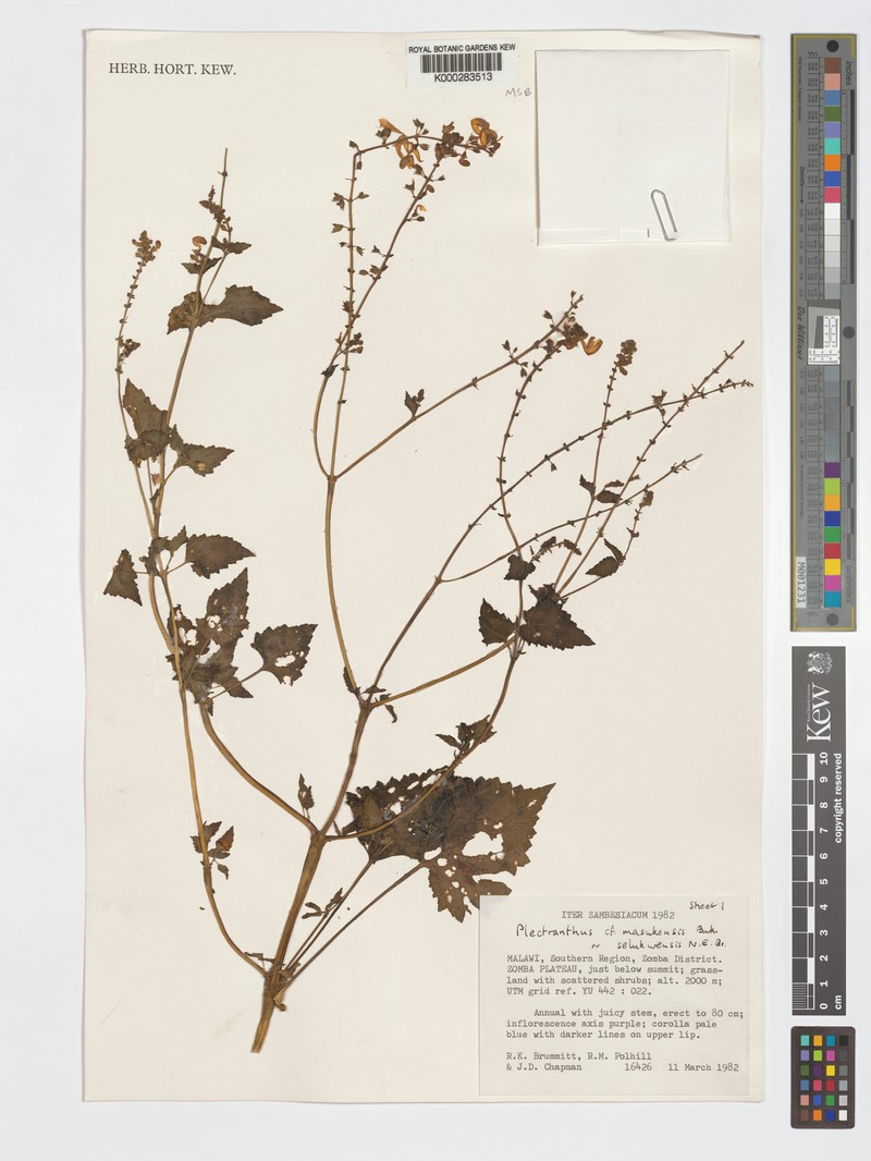 Equilabium pinetorum photo 3