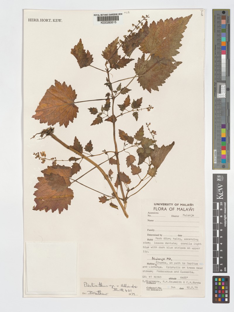 Equilabium pinetorum photo 4