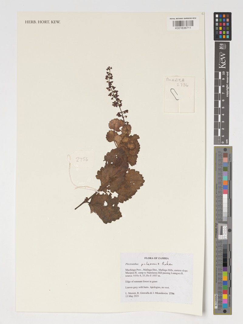 Equilabium pubescens