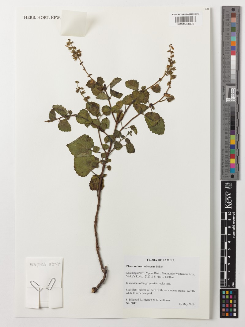 Equilabium pubescens photo 2