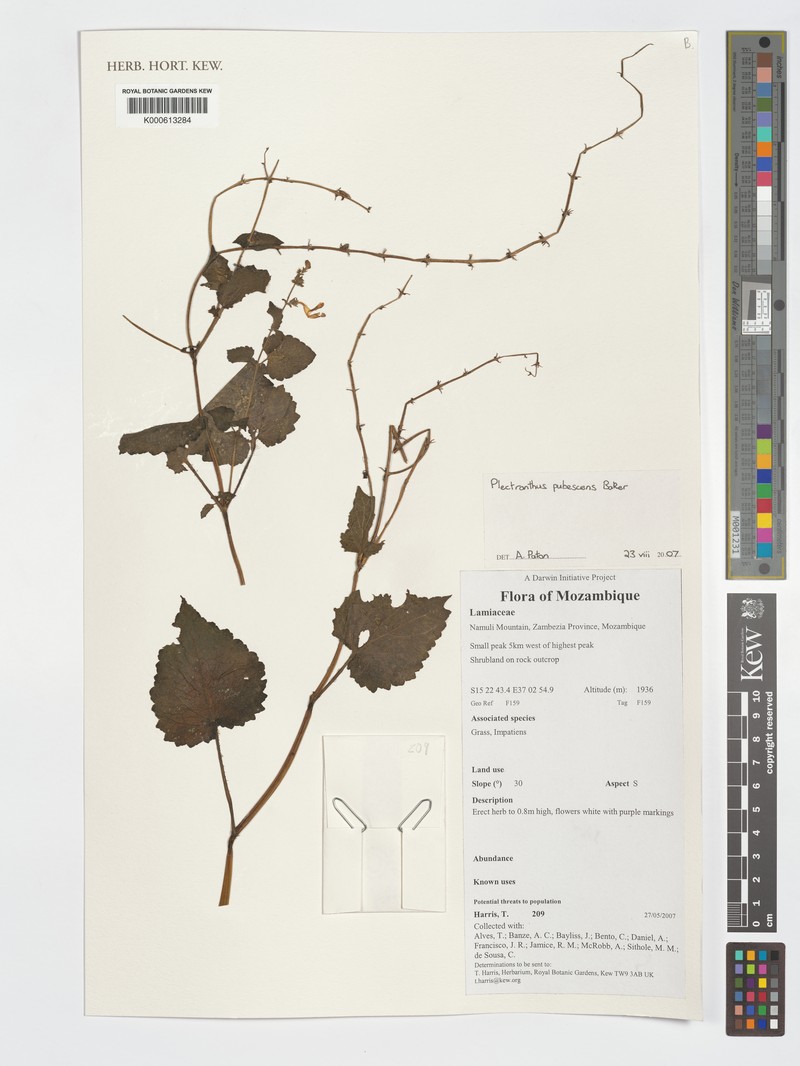 Equilabium pubescens photo 4