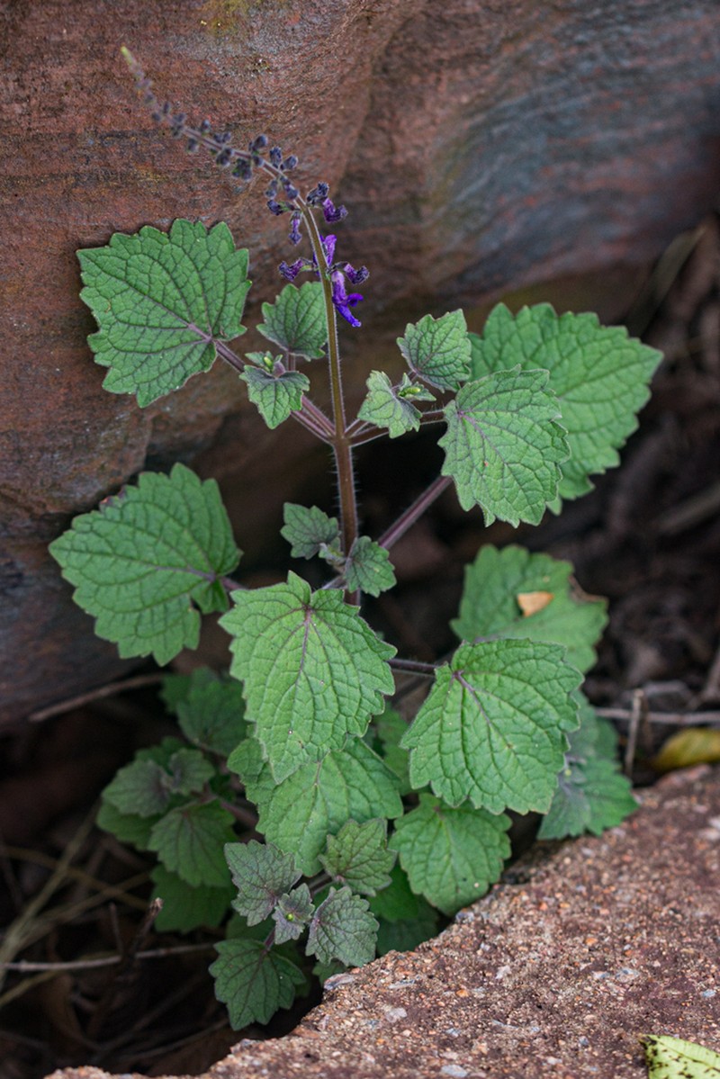 Equilabium selukwense