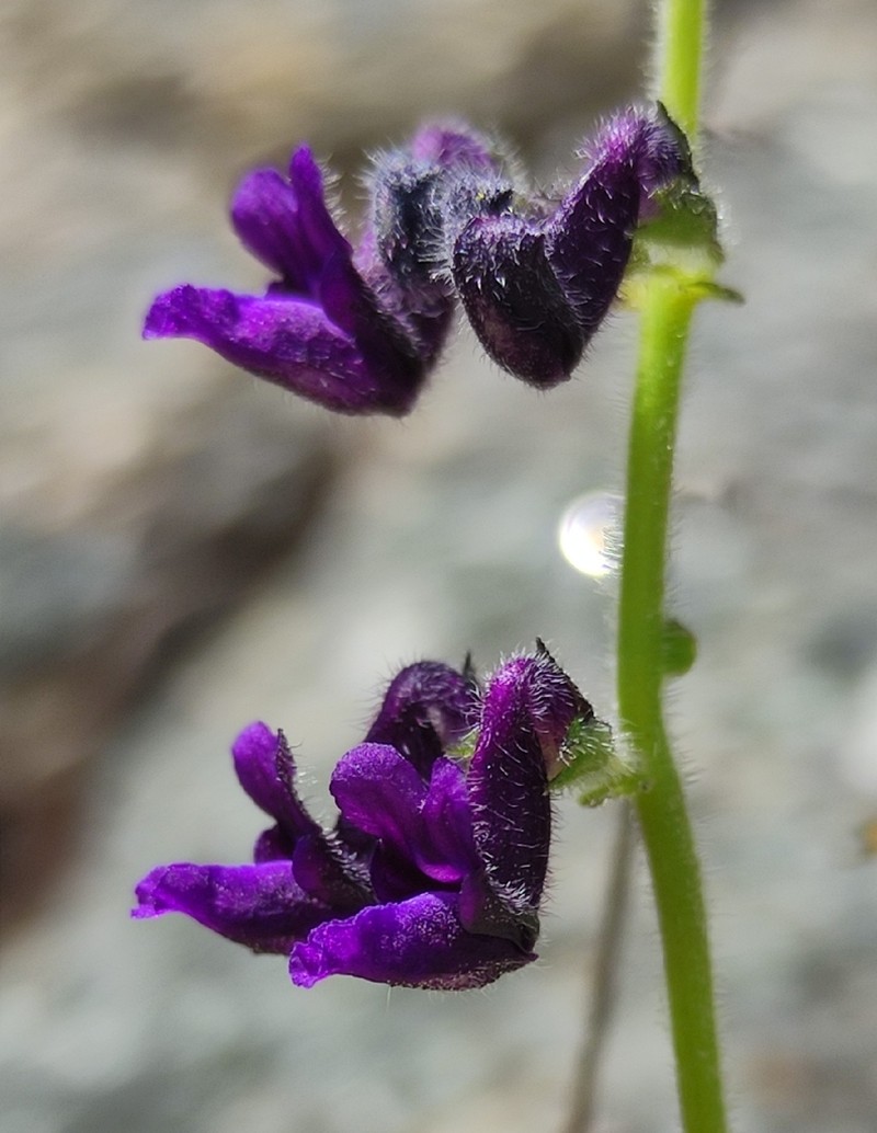 Equilabium selukwense photo 2
