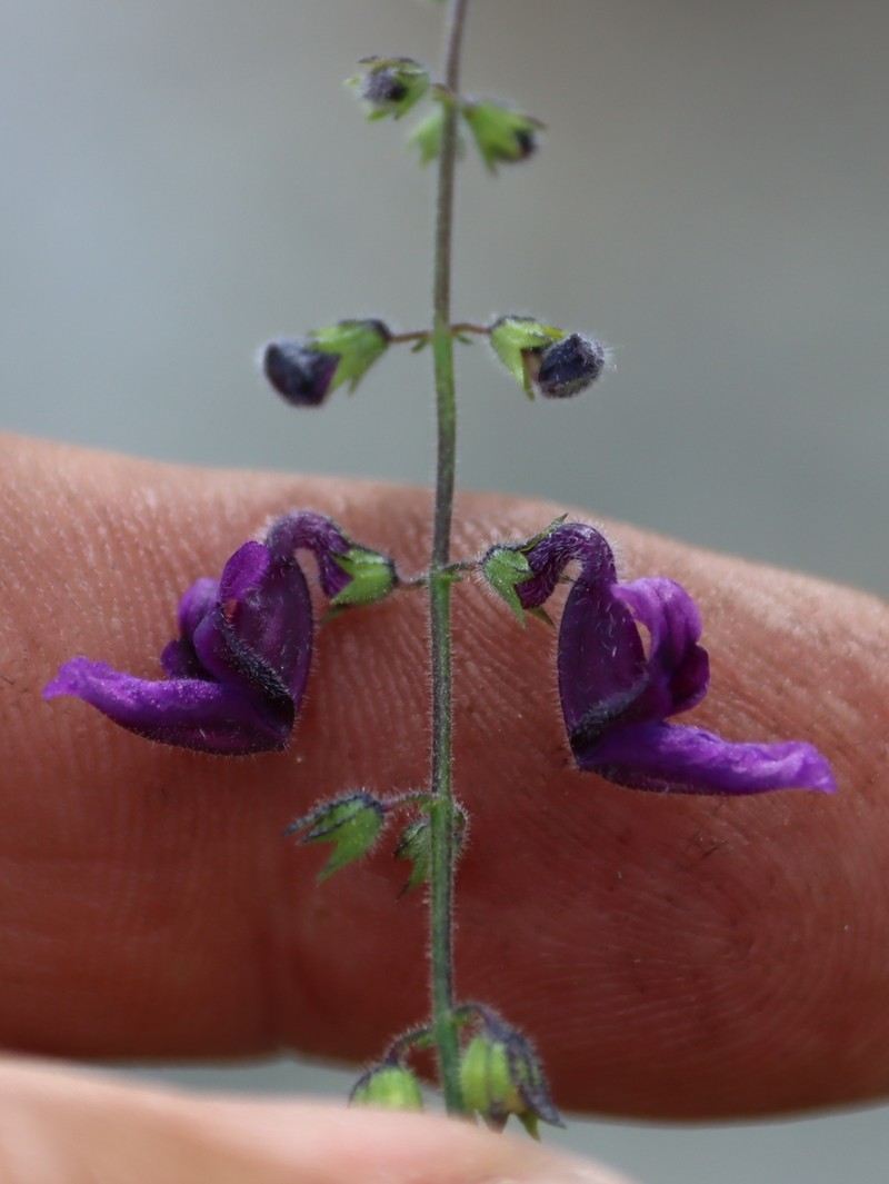 Equilabium selukwense photo 3
