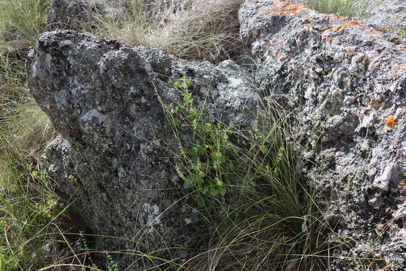 Equilabium selukwense photo 5