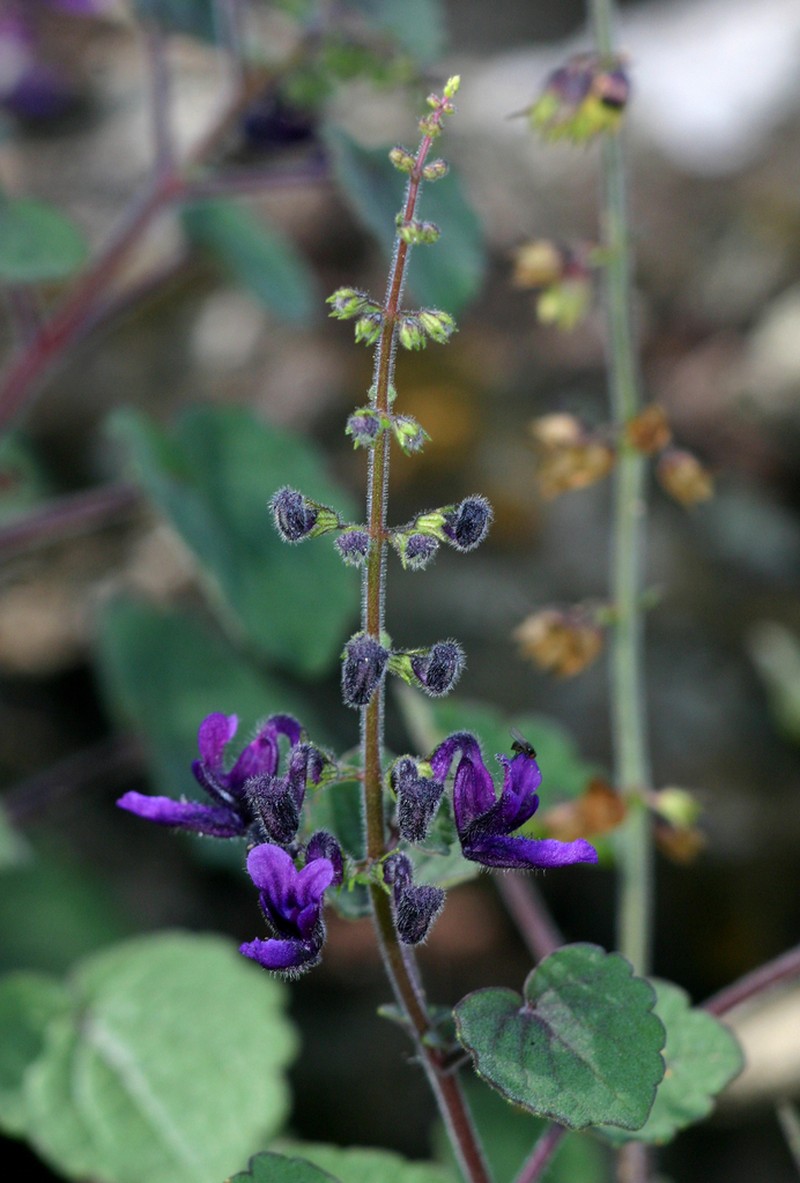 Equilabium selukwense photo 6