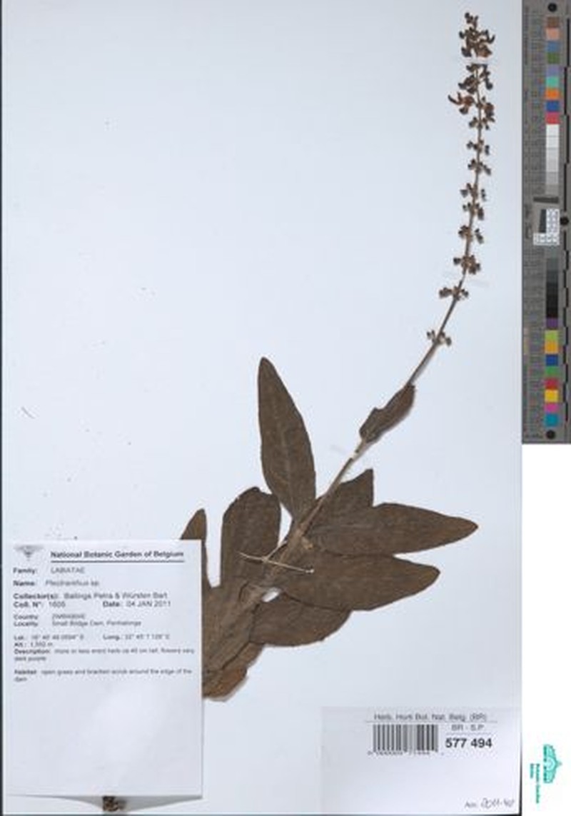 Equilabium stenophyllum