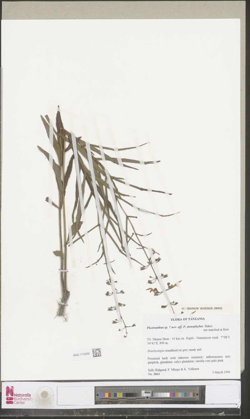 Equilabium stenophyllum photo 2