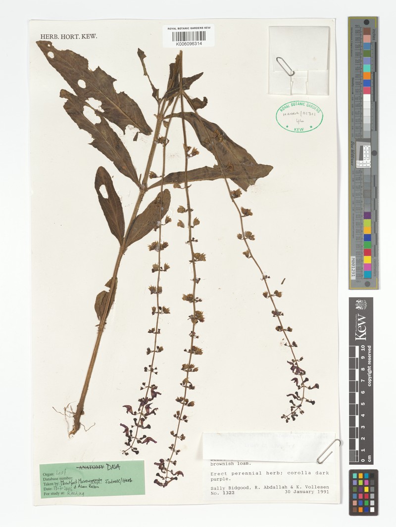 Equilabium stenophyllum photo 3