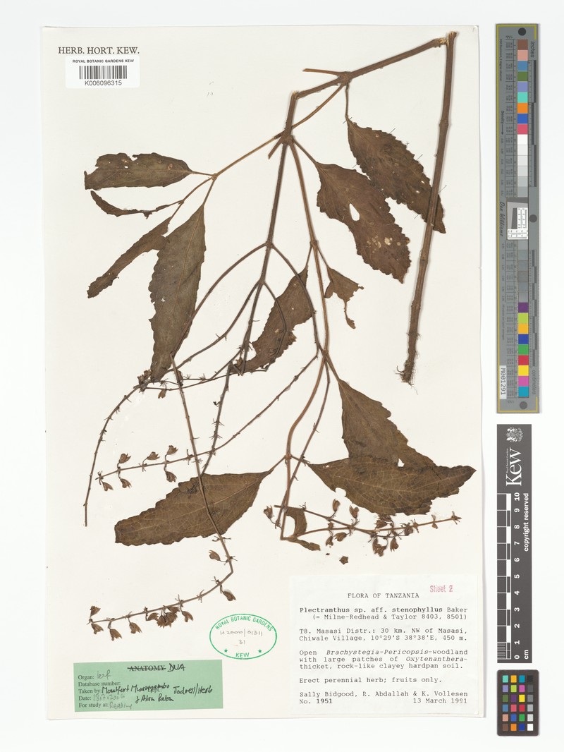 Equilabium stenophyllum photo 4