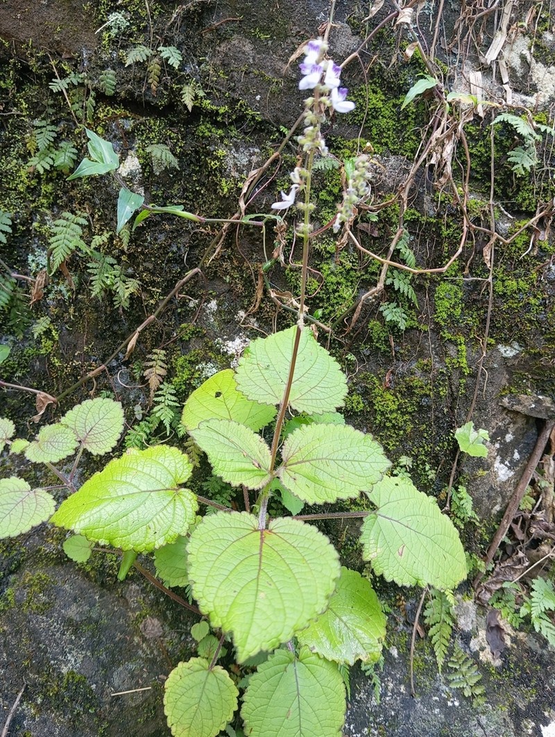 Equilabium stenosiphon