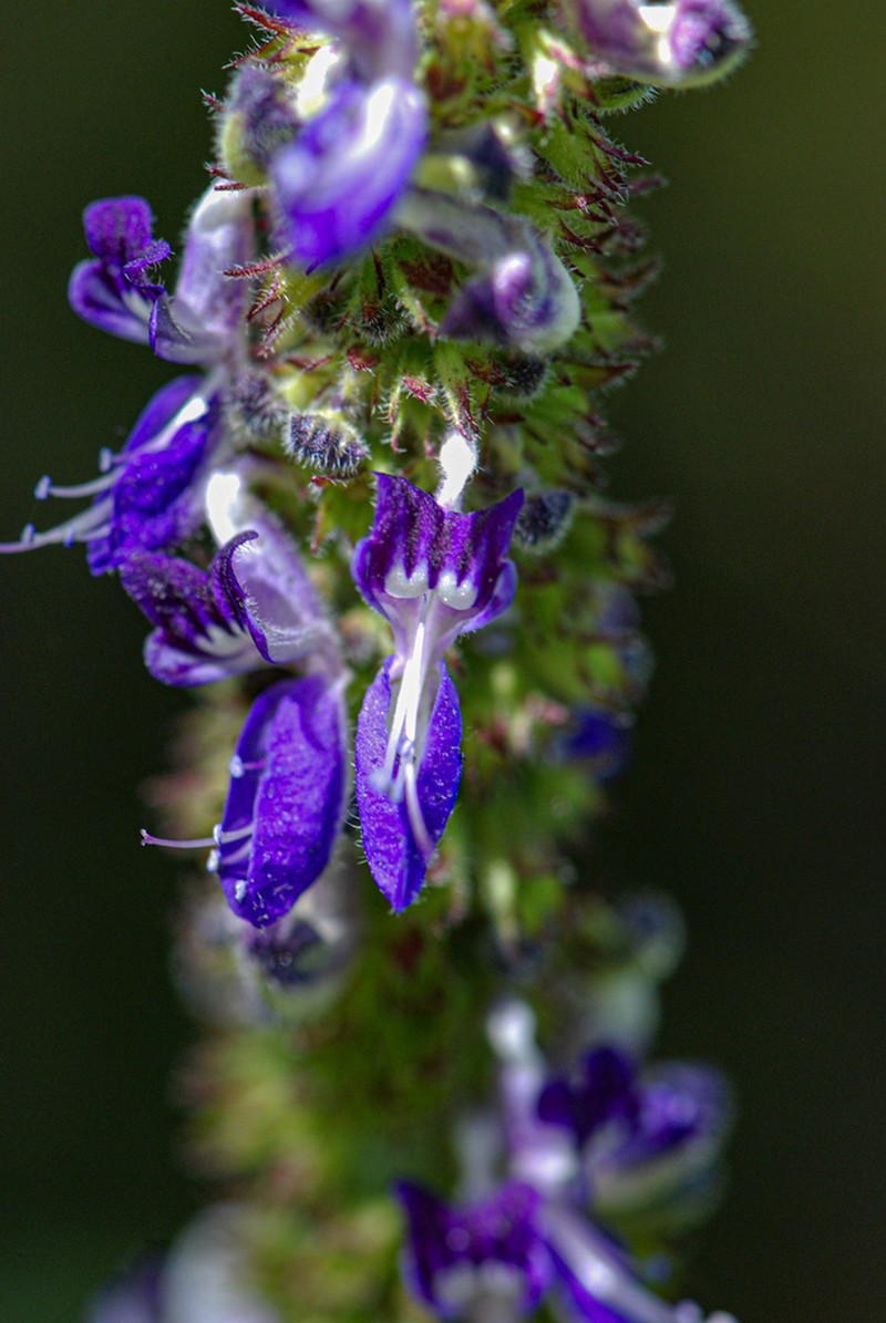 Equilabium stenosiphon photo 2