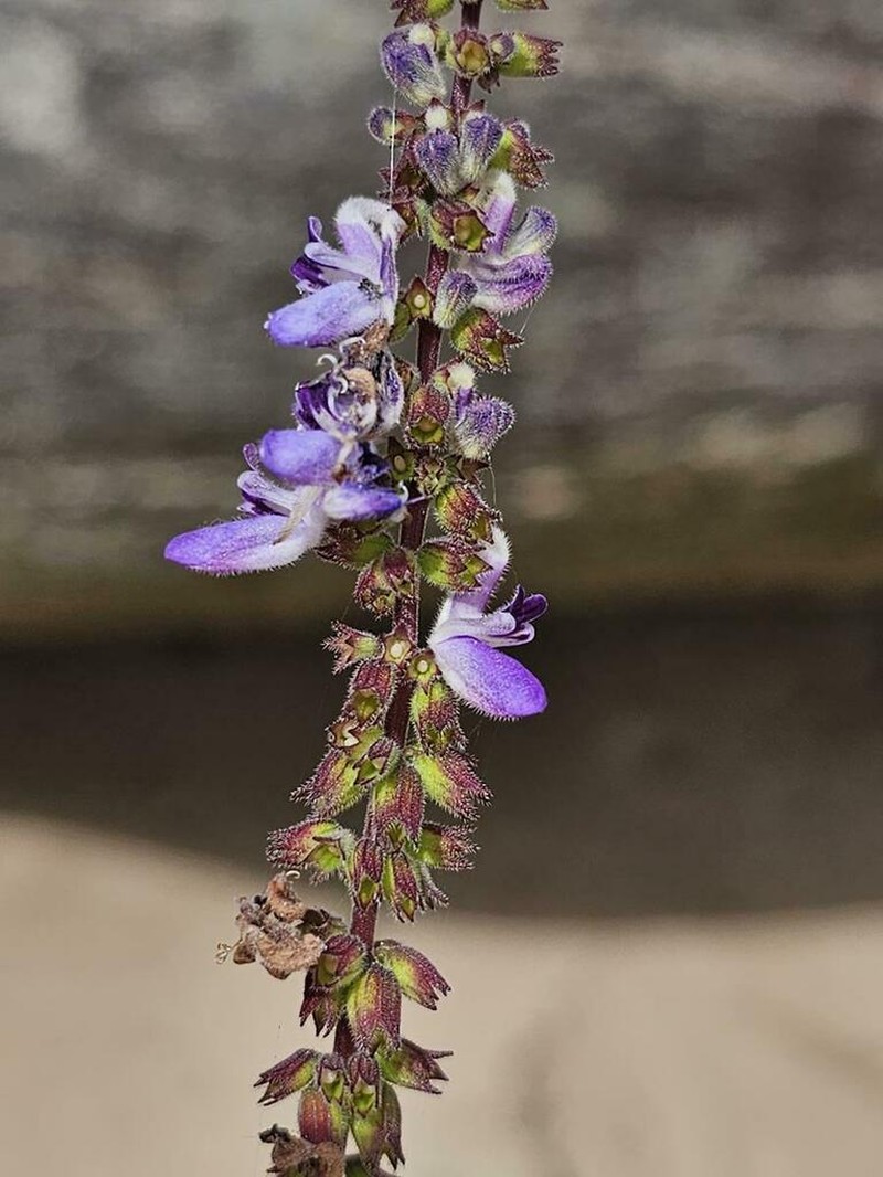 Equilabium stenosiphon photo 4