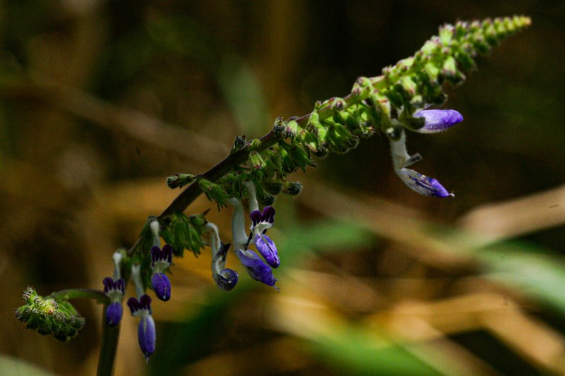 Equilabium stenosiphon photo 5