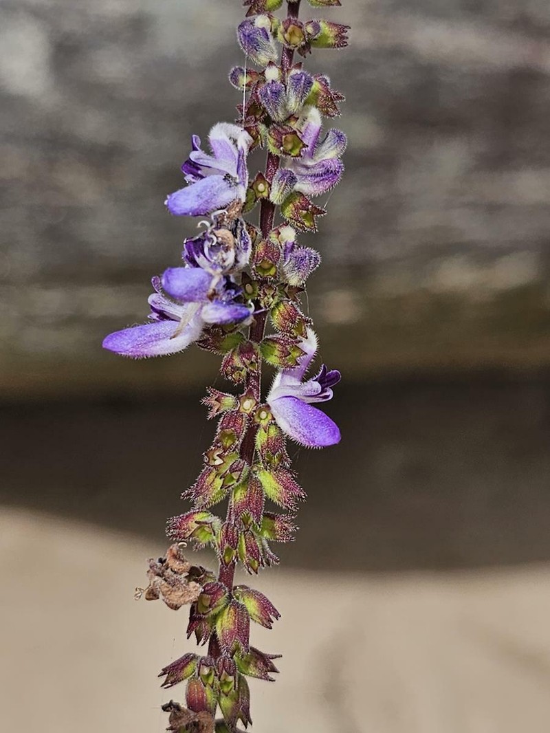 Equilabium stenosiphon photo 6