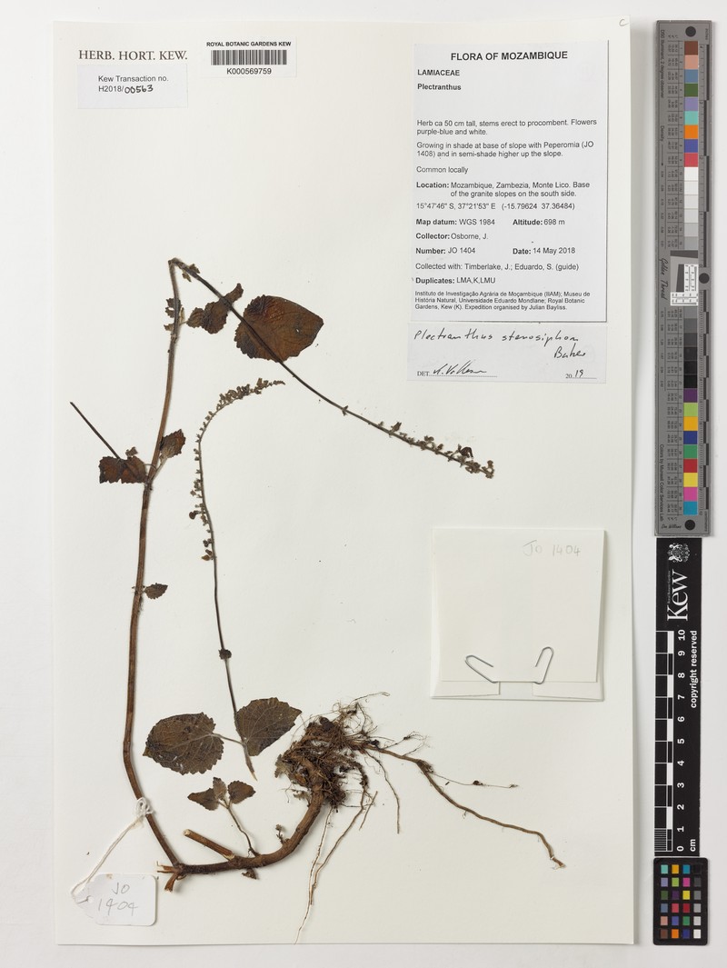 Equilabium stenosiphon photo 7
