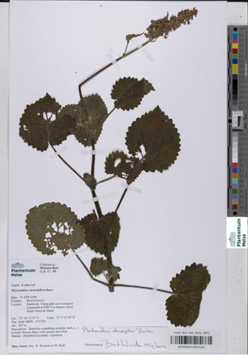 Equilabium stenosiphon photo 8