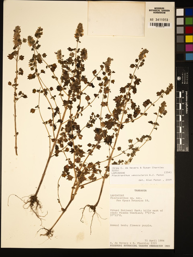 Equilabium vesiculare