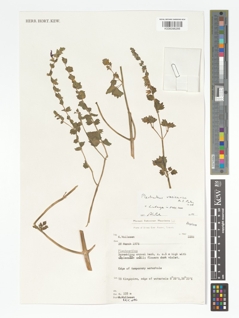 Equilabium vesiculare photo 3