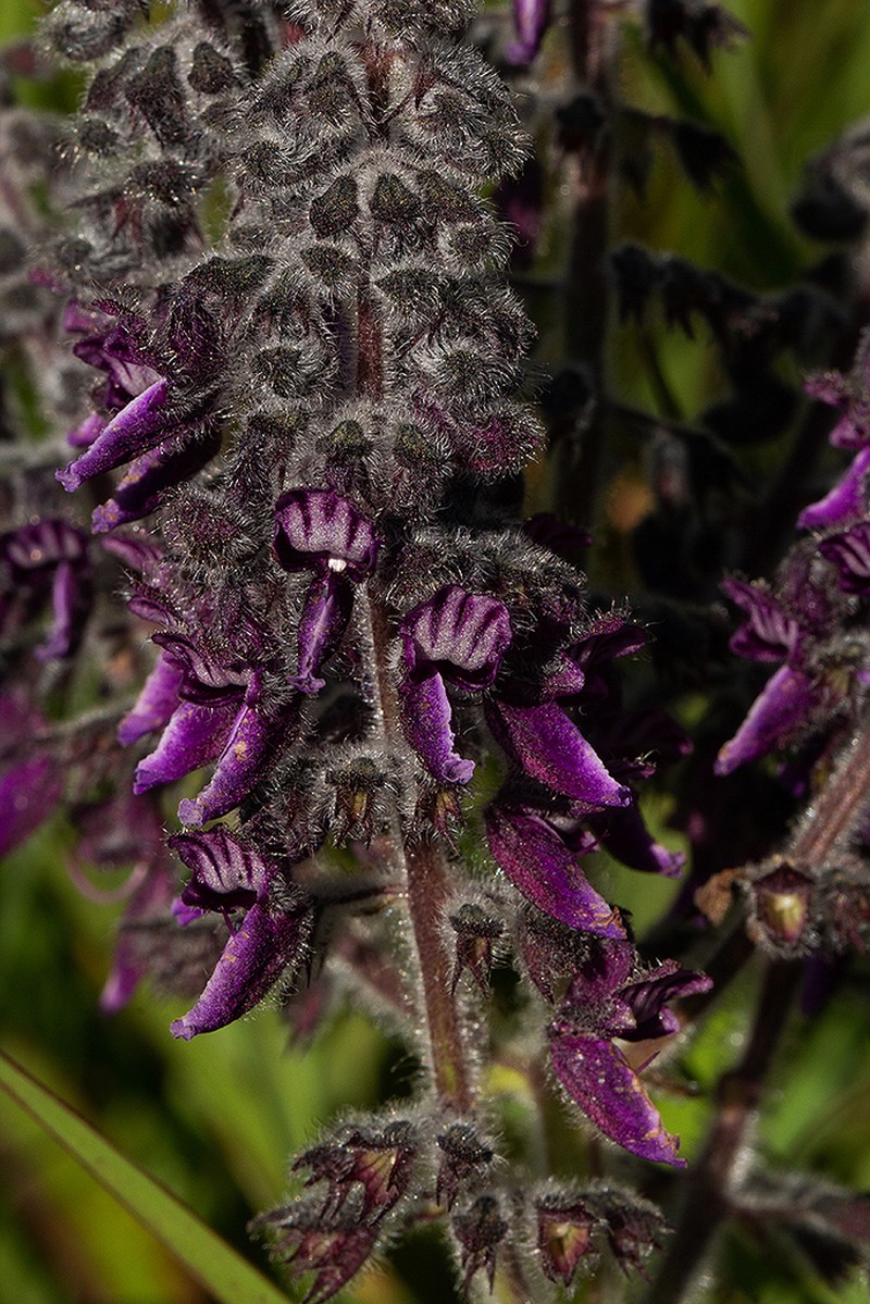 Equilabium viphyense