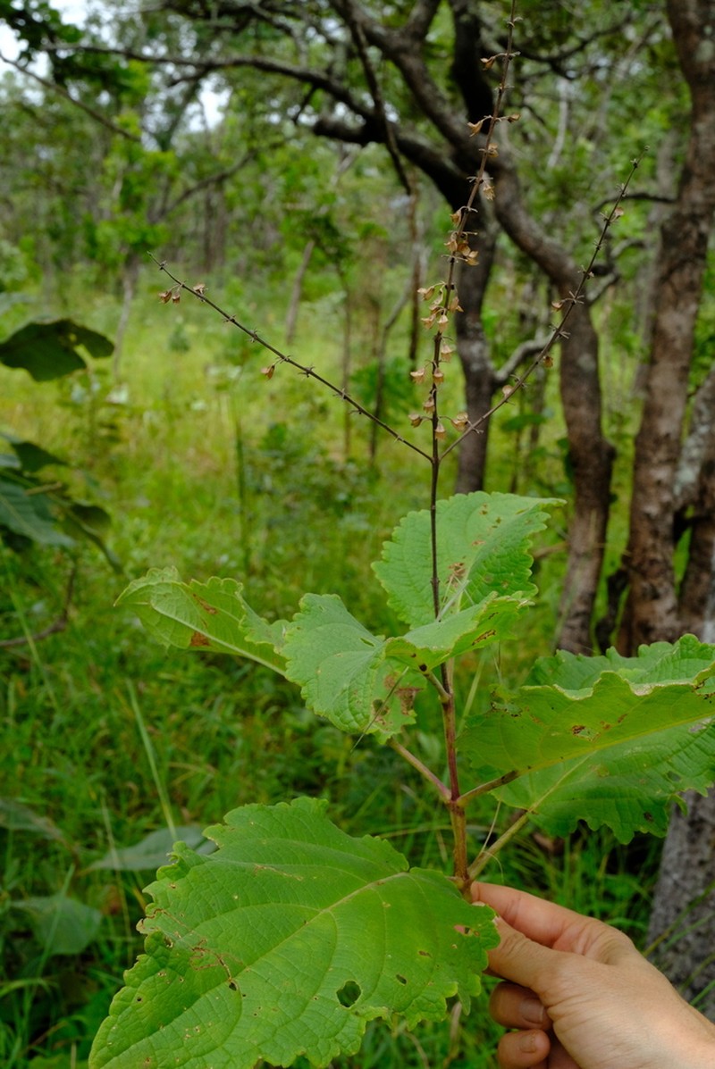 Equilabium viphyense photo 3
