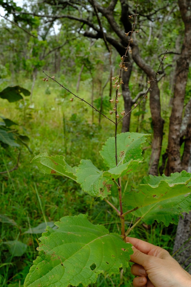 Equilabium viphyense photo 4