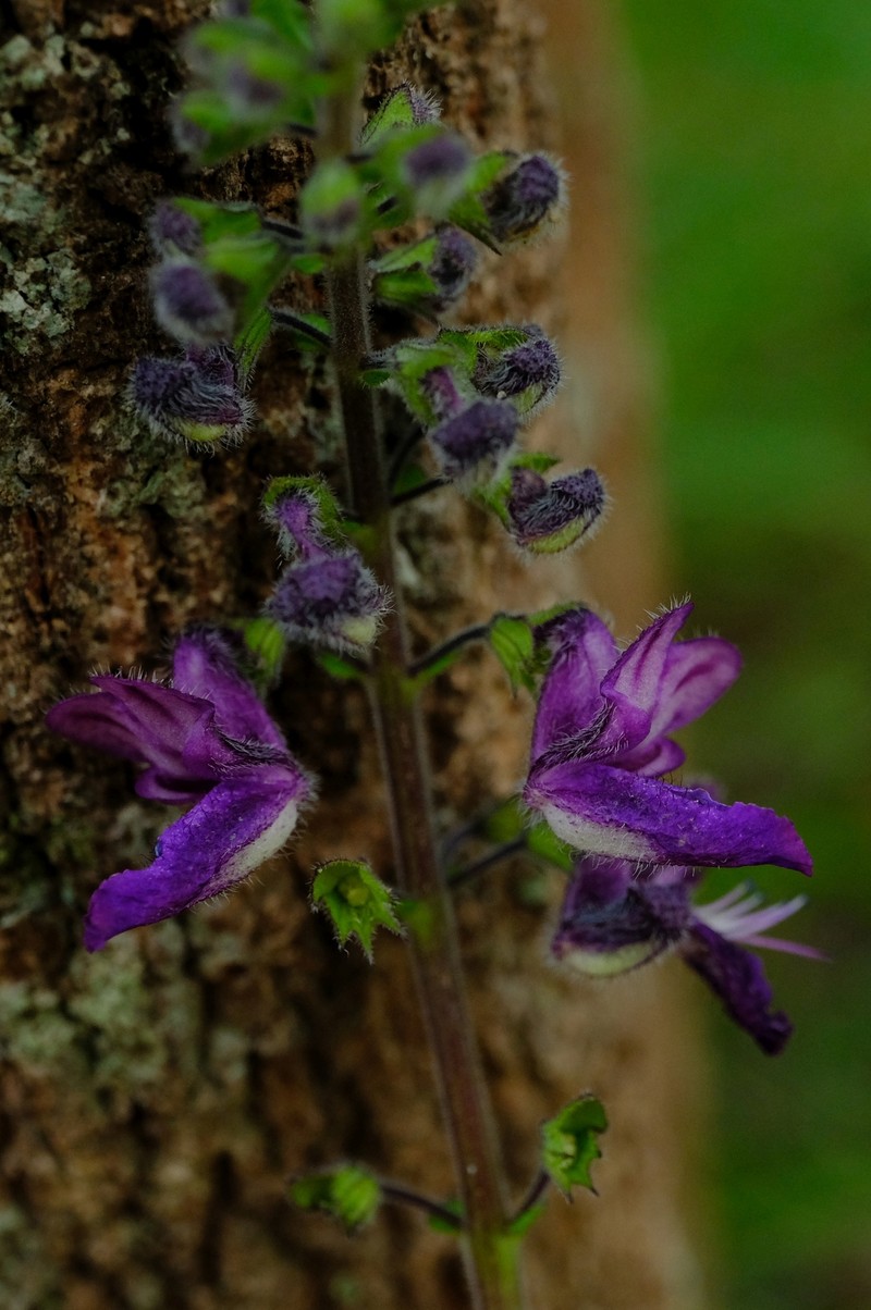Equilabium viphyense photo 5