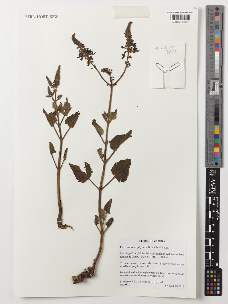 Equilabium viphyense photo 7