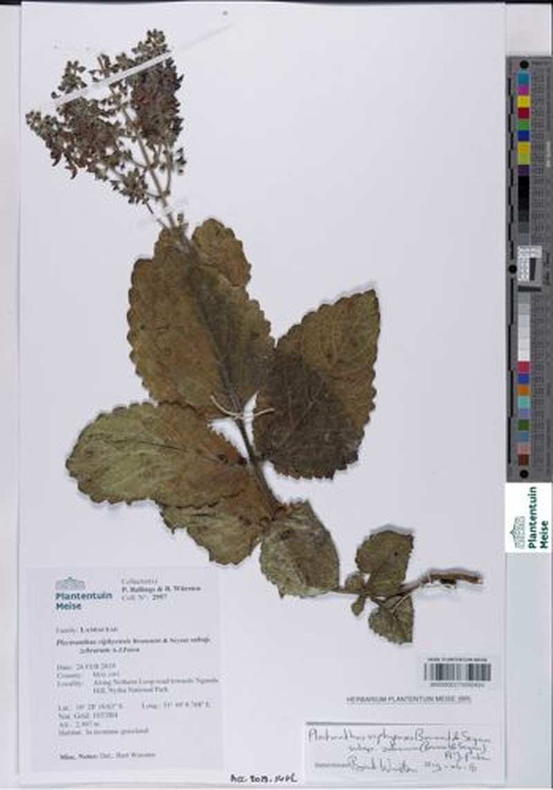 Equilabium viphyense subsp. zebrarum