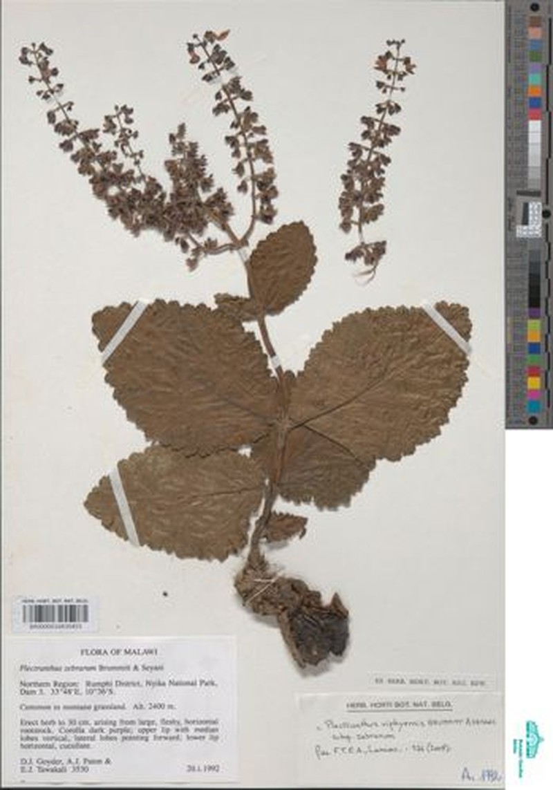 Equilabium viphyense subsp. zebrarum photo 2