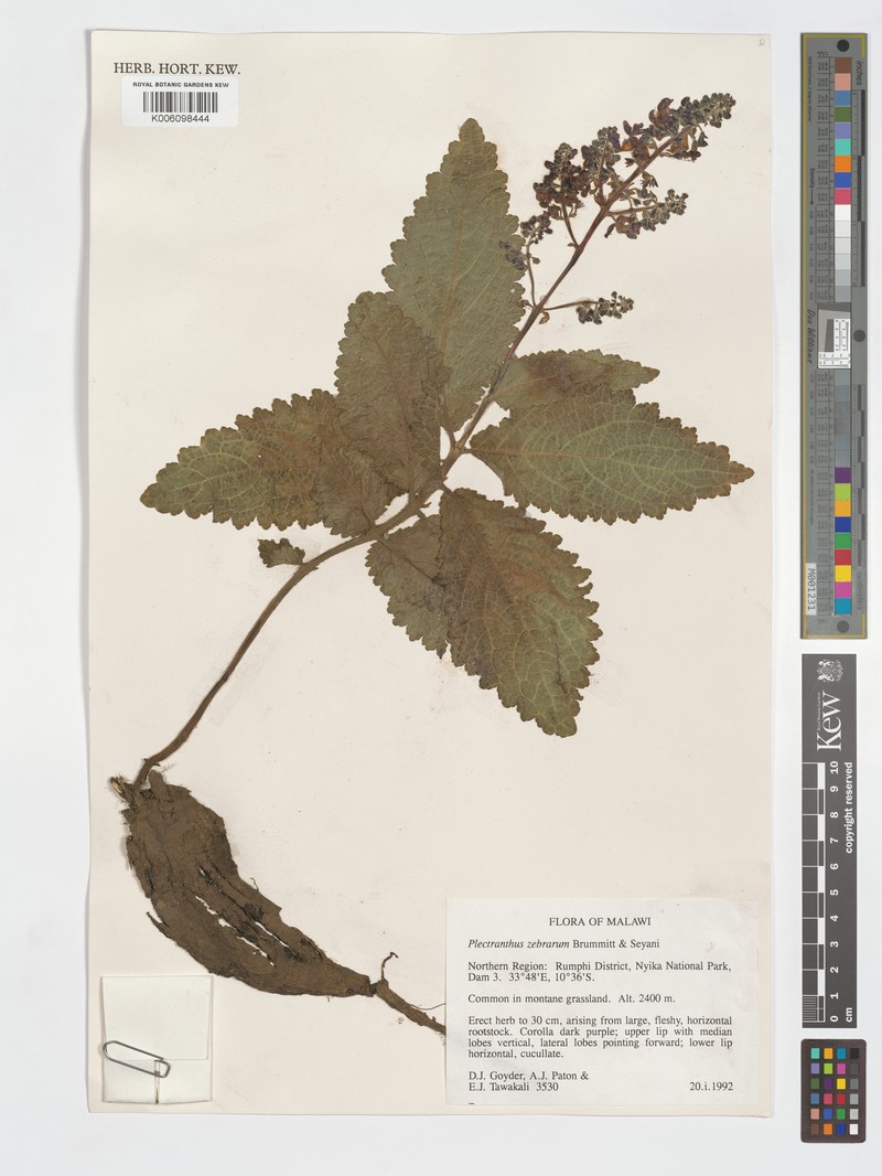 Equilabium viphyense subsp. zebrarum photo 3