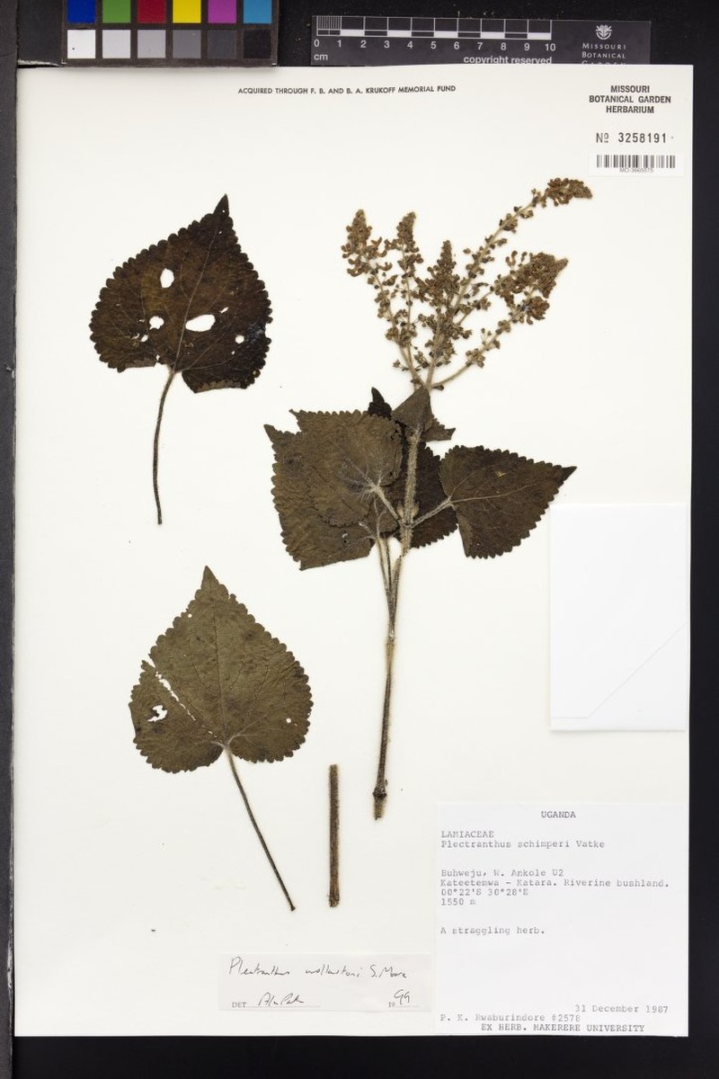 Equilabium wollastonii