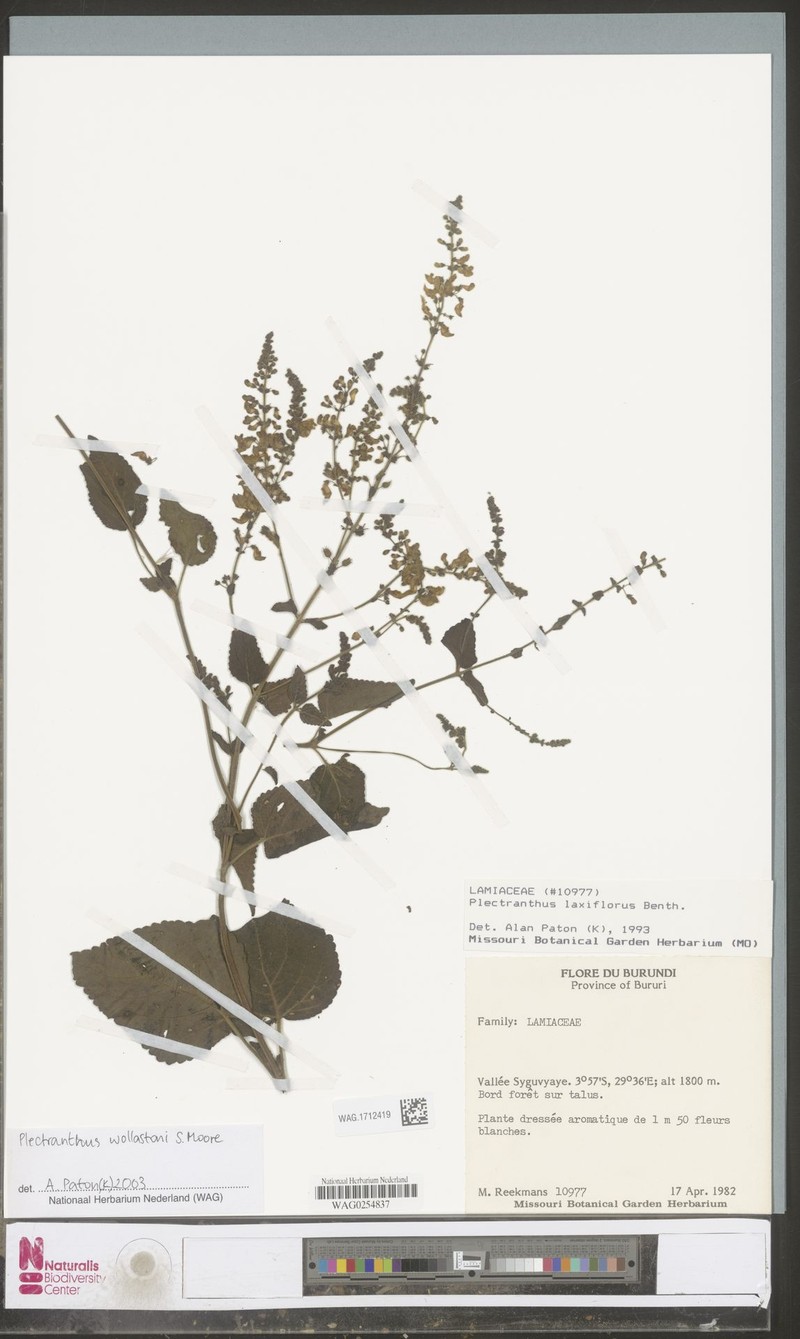 Equilabium wollastonii photo 2