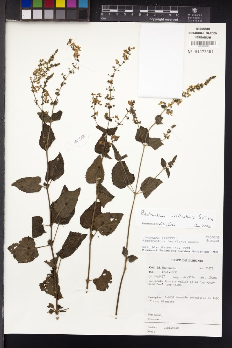 Equilabium wollastonii photo 3