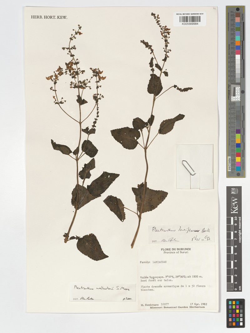 Equilabium wollastonii photo 4