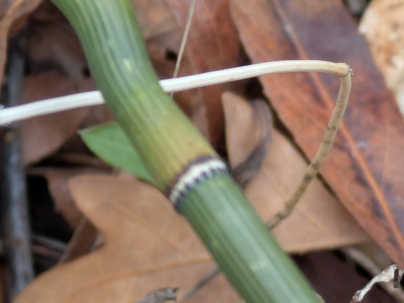Equisetum ferrissii