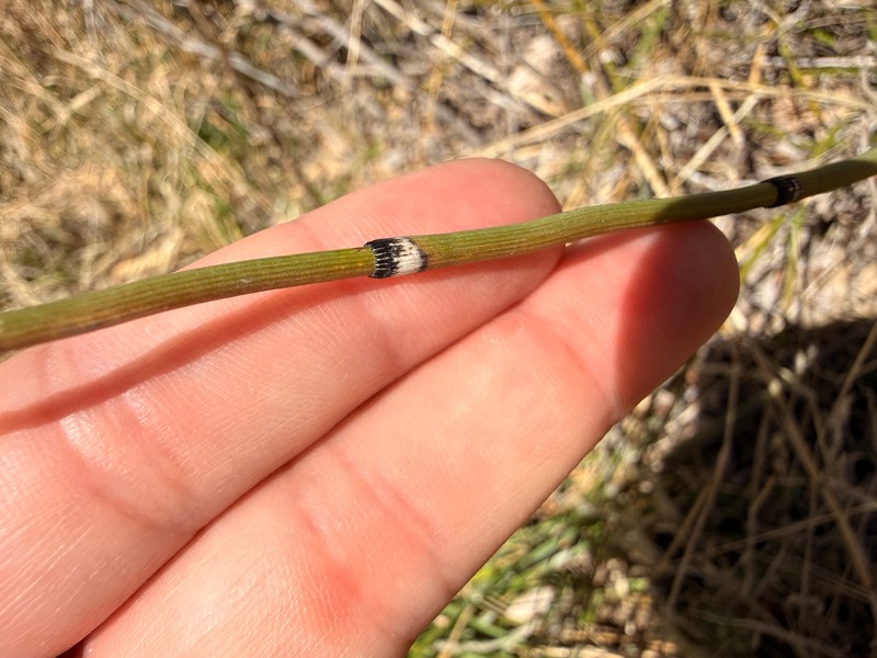 Equisetum ferrissii photo 2
