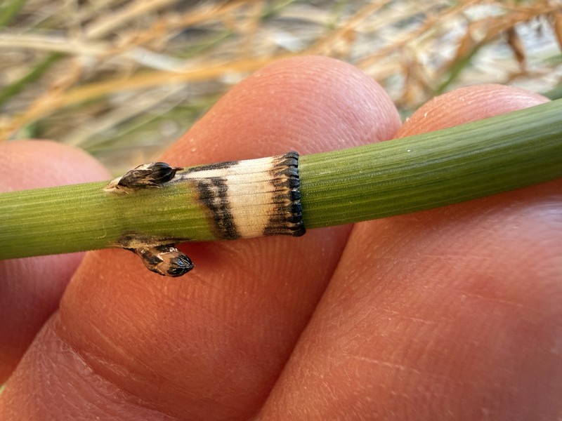 Equisetum ferrissii photo 3