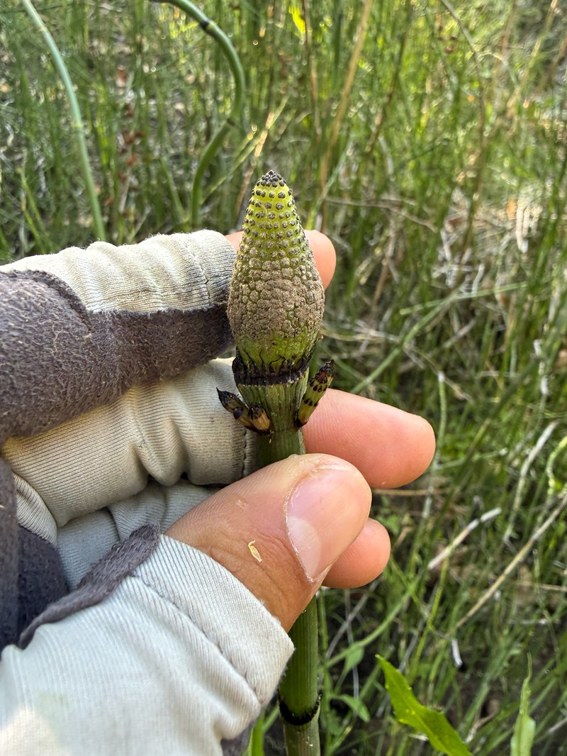 Equisetum ferrissii photo 4