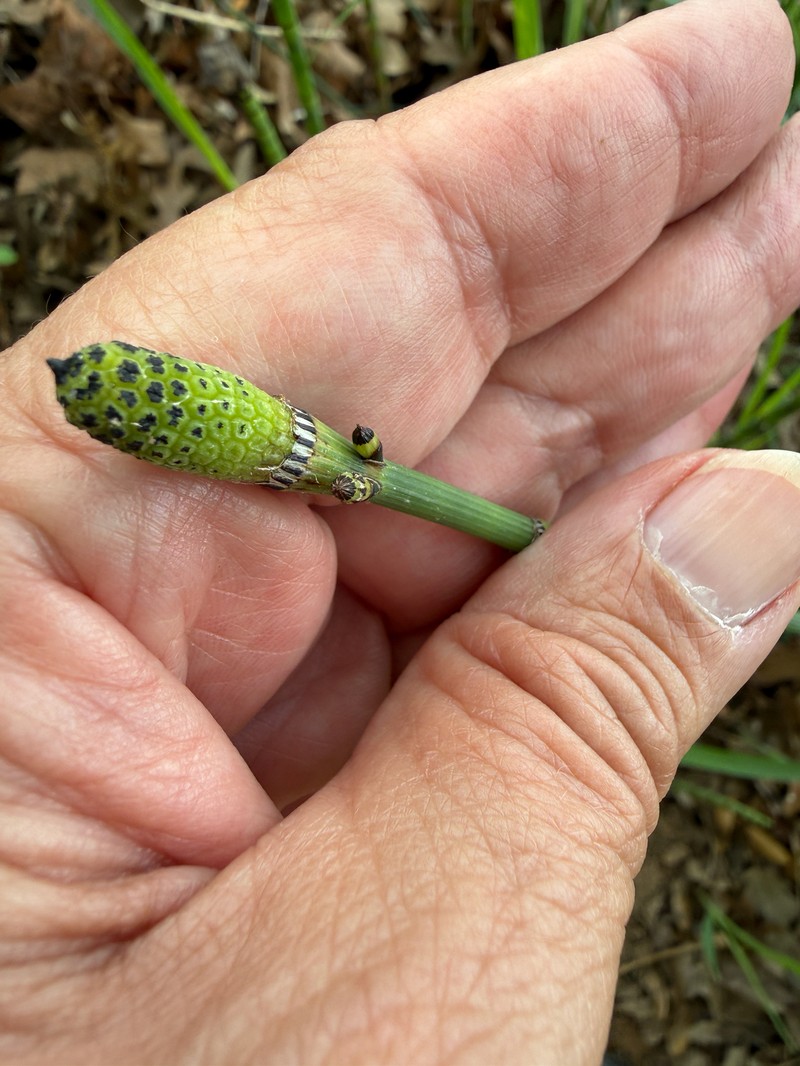 Equisetum ferrissii photo 5