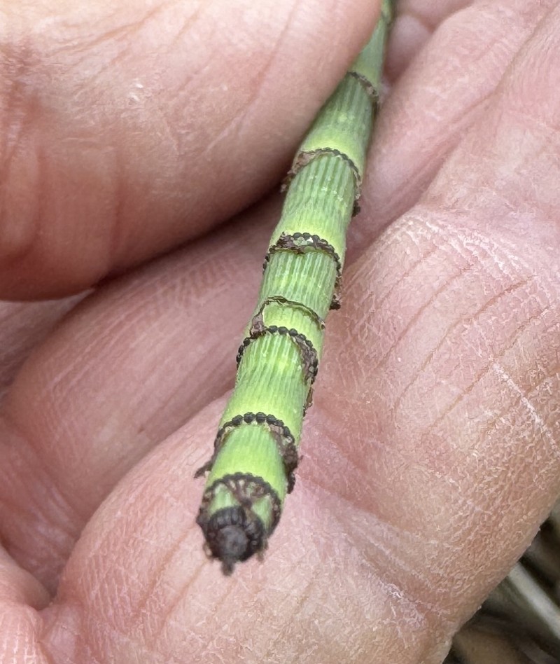Equisetum ferrissii photo 6