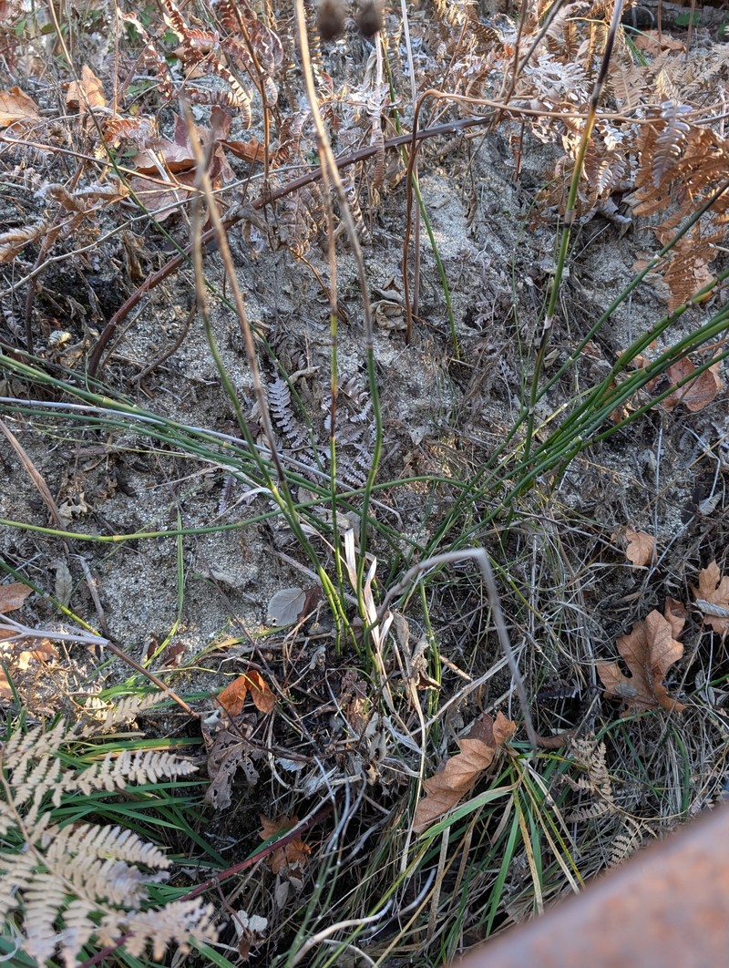 Equisetum ferrissii photo 7